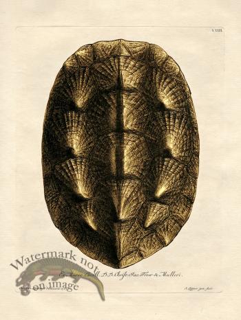 Trew Turtle Shell 23